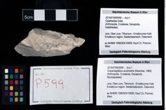 Foto (Objekt + Etikett) von Cracensigillatus acutirostris (Moericke, 1889)  (NHMW-GEO-2014-0194-0599)